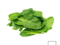 Epinards (+/- 500gr)