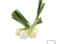 Oignons jeunes (la botte)
