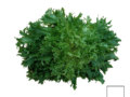 Chicorée frisée (la pièce)