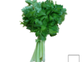 Céleri vert (la botte)