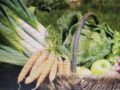 betteraves chioggia (la botte)