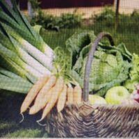 betteraves chioggia (la botte)