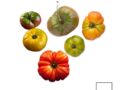 Tomates variétés anciennes (+/-500 g)