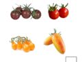 Tomates cerises (+/-500 g)